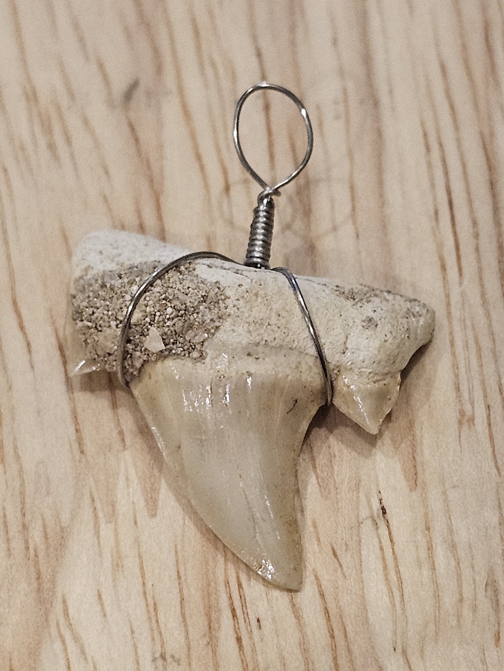 Natural Shark Tooth Pendant Necklace in Cream & Silver